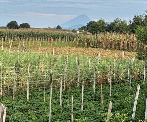 Crops – with the scenery of Acatenango Volcano in background