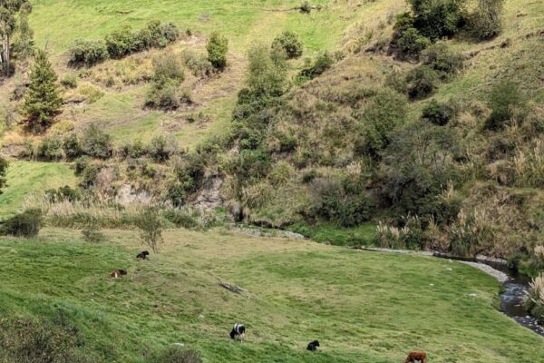 Scenery on the hillside above Llinllin - you can see some of the issues with clean water, crops and animals above the river